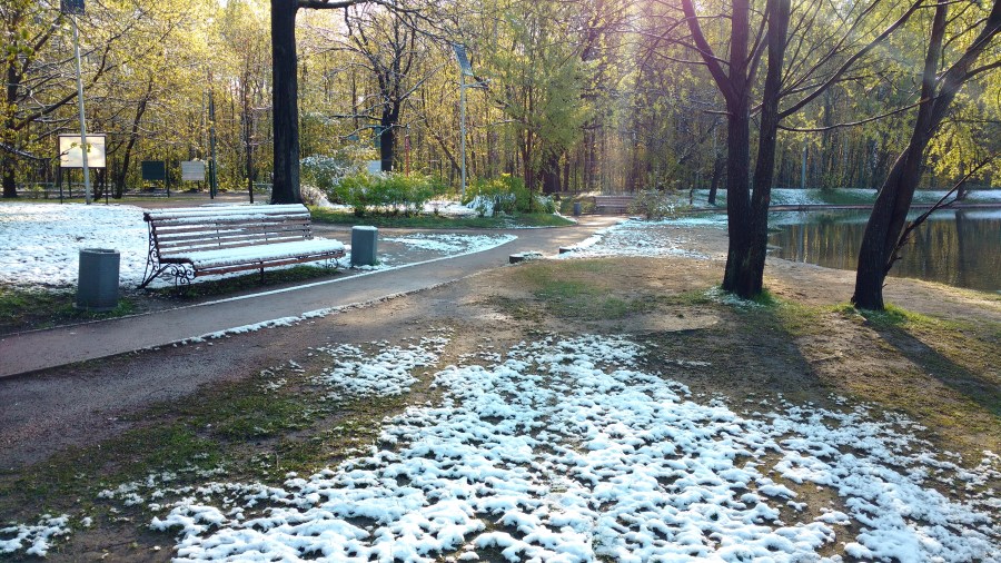 20170512_Мазутка в снегу.jpg