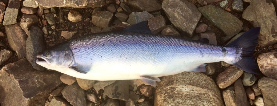 Стрелна_18_рыба