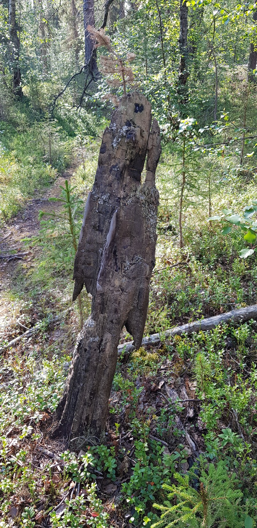 Пана истукан 2